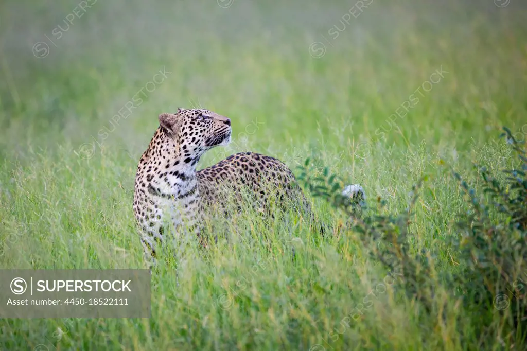 A leopard, Panthera pardus, stands in tall green grass, looking up