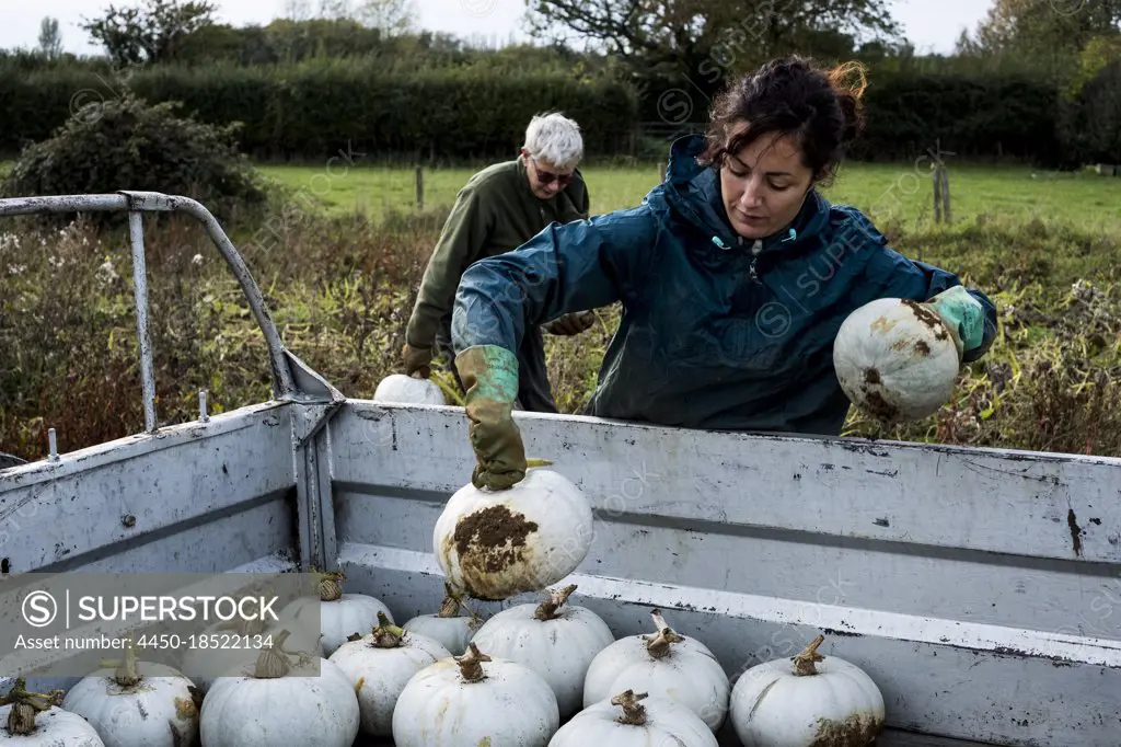 Two farmers loading freshly picked white gourds onto a truck.