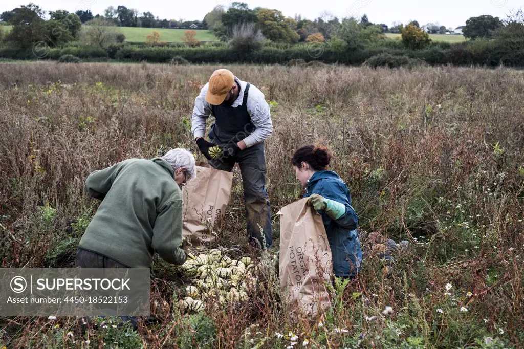 Three farmers standing and kneeling in a field, harvesting gourds.