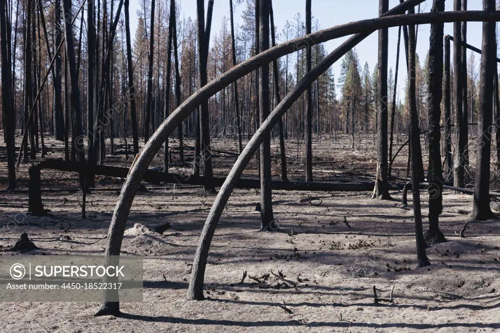Destroyed and burned forest after extensive wildfire, charred twisted trees