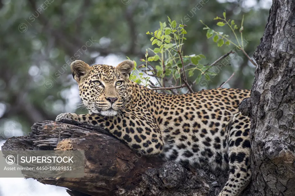 A female leopard, Panthera pardus, lies on a broken tree branch.