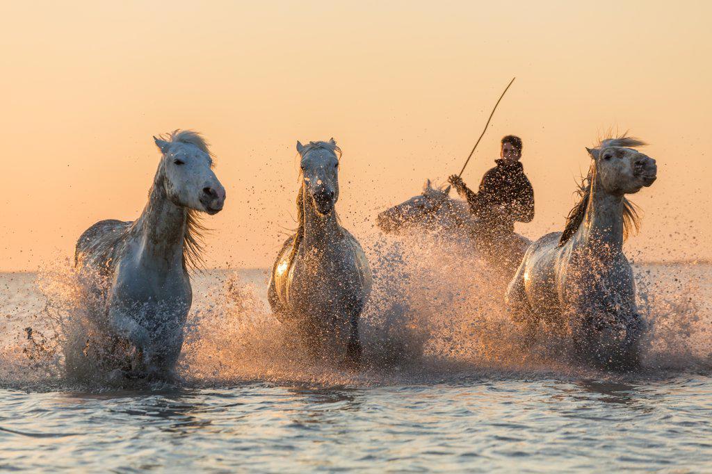 White horses running through water, The Camargue, France