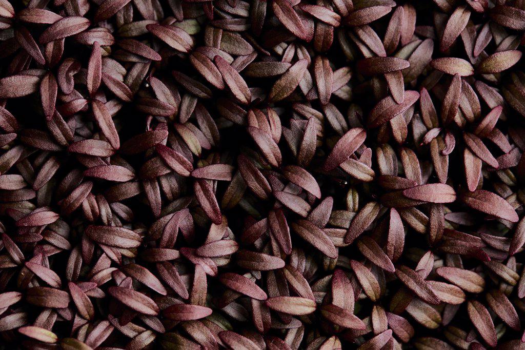 Tightly packed Amaranth Aztec microgreen seedlings shot from above