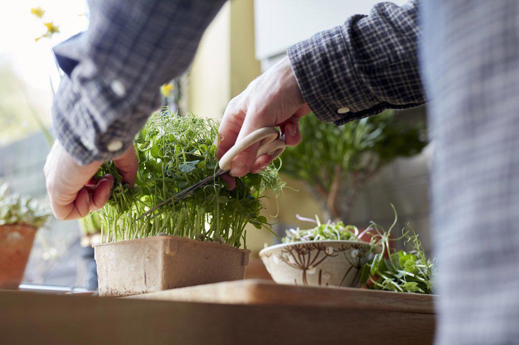 Harvesting microgreens using scissors at home for salad