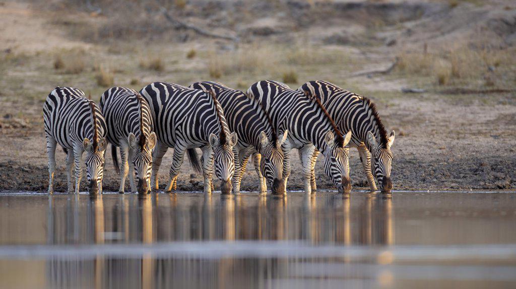 Herd of zebra, Equus quagga, drink togetehr at waterhole