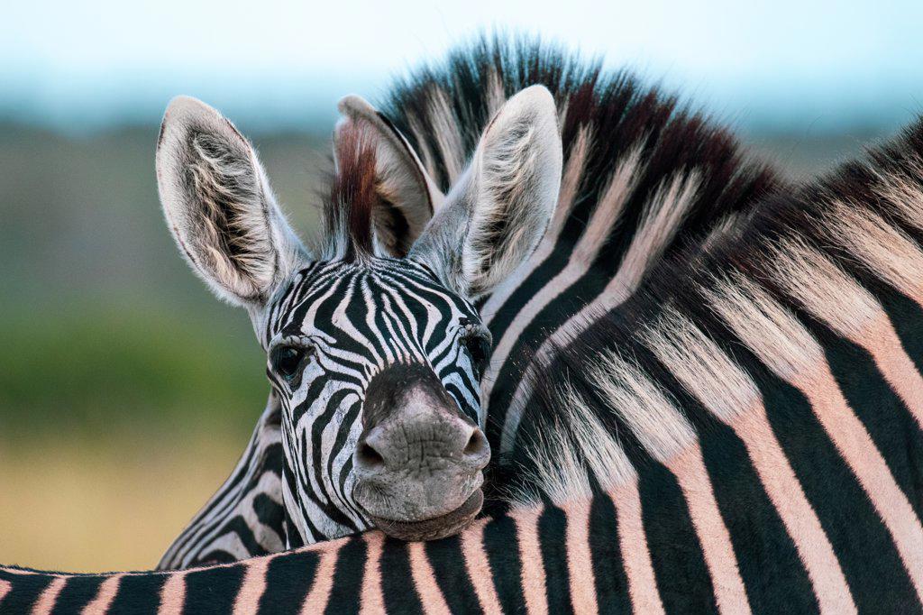 A zebra foal, Equus quagga, rests its head on the back of another zebra