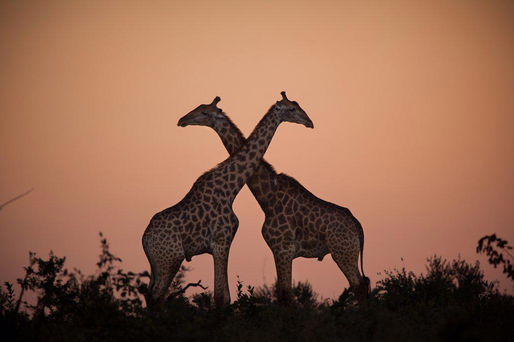 Two giraffe, Giraffa camelopardalis giraffa, necks crossing