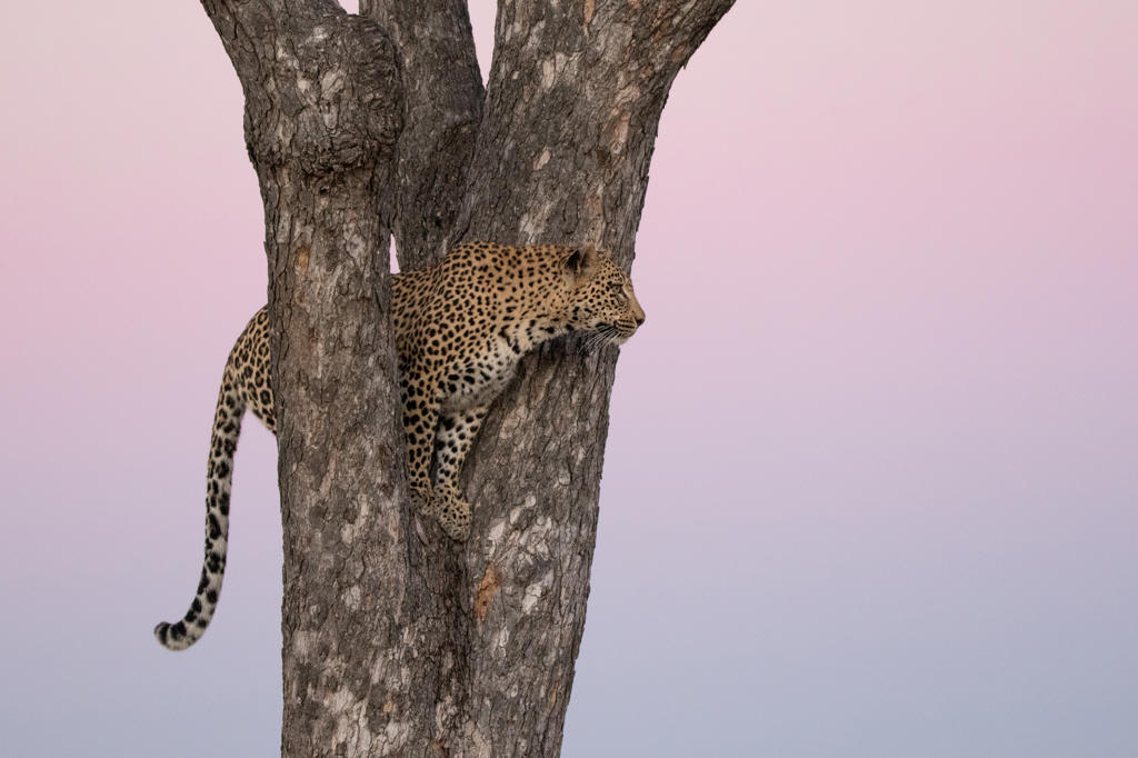 A leopard, Panthera pardus, stands in the fork of a tree at sunset
