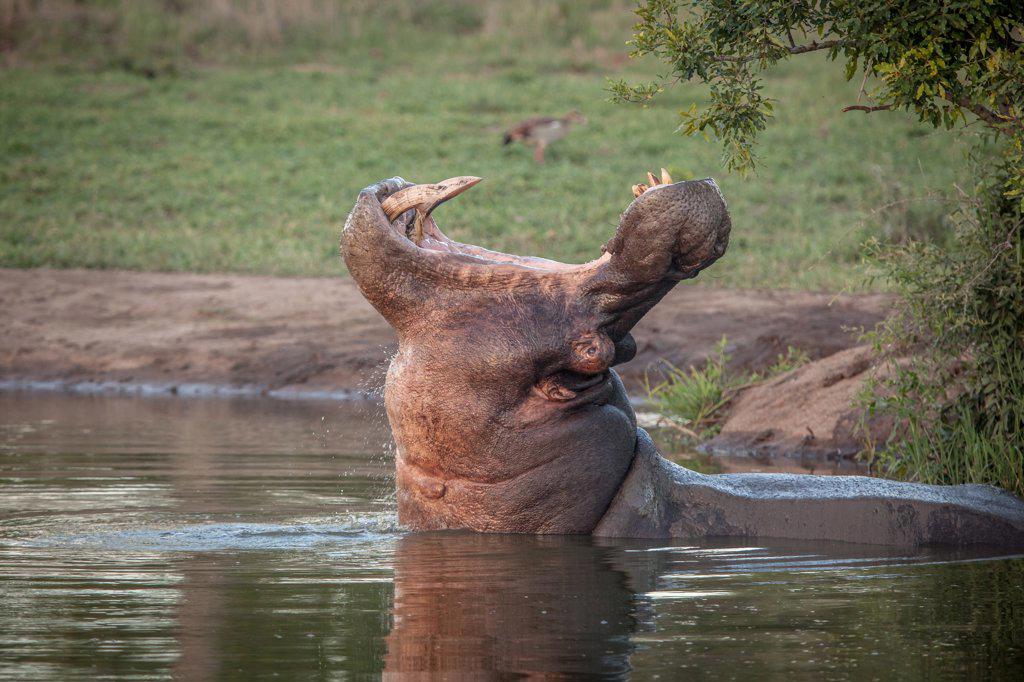 A hippo, Hippopotamus amphibius, yawns in a waterhole