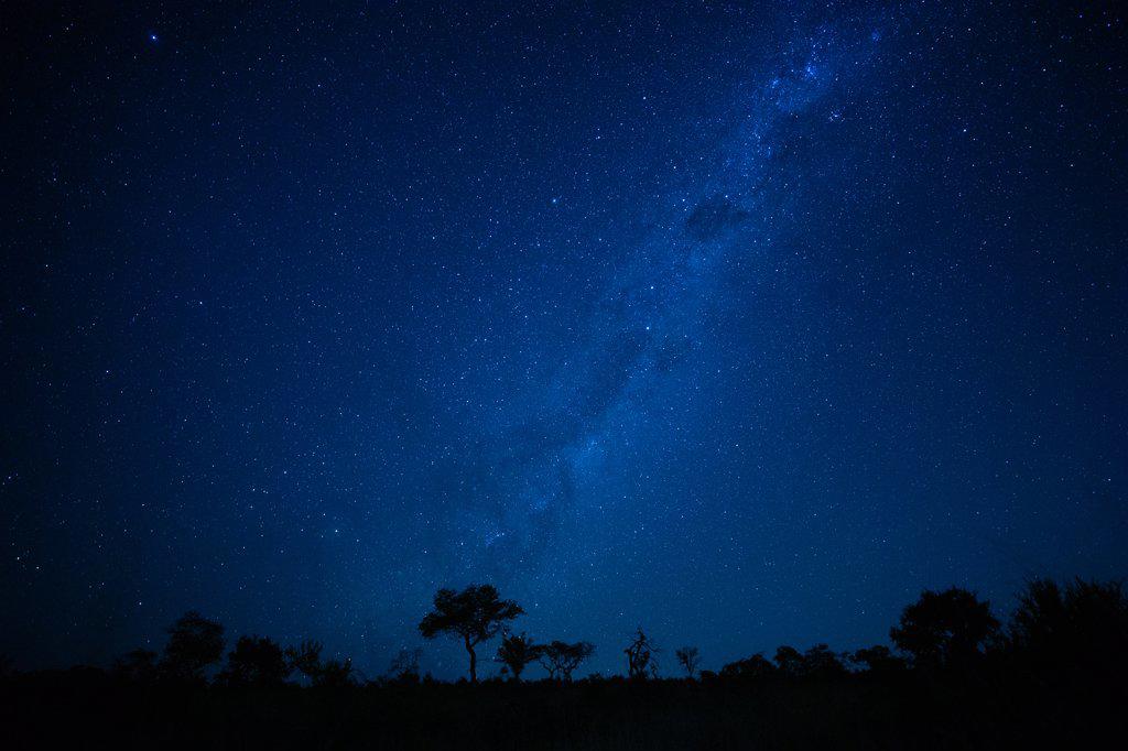 Silhouette of trees under Milky Way at night