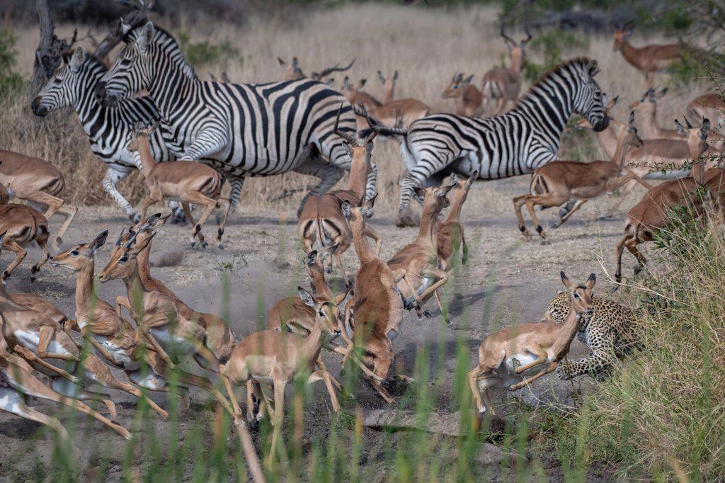 A leopard, Panthera pardus, chases an impala, Aepyceros melampus and zebra, Equus quagga