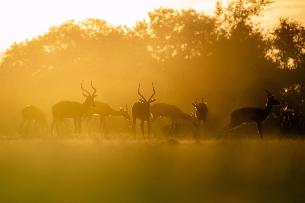 Herd of impala, Aepyceros melampus, at sunset, soft light