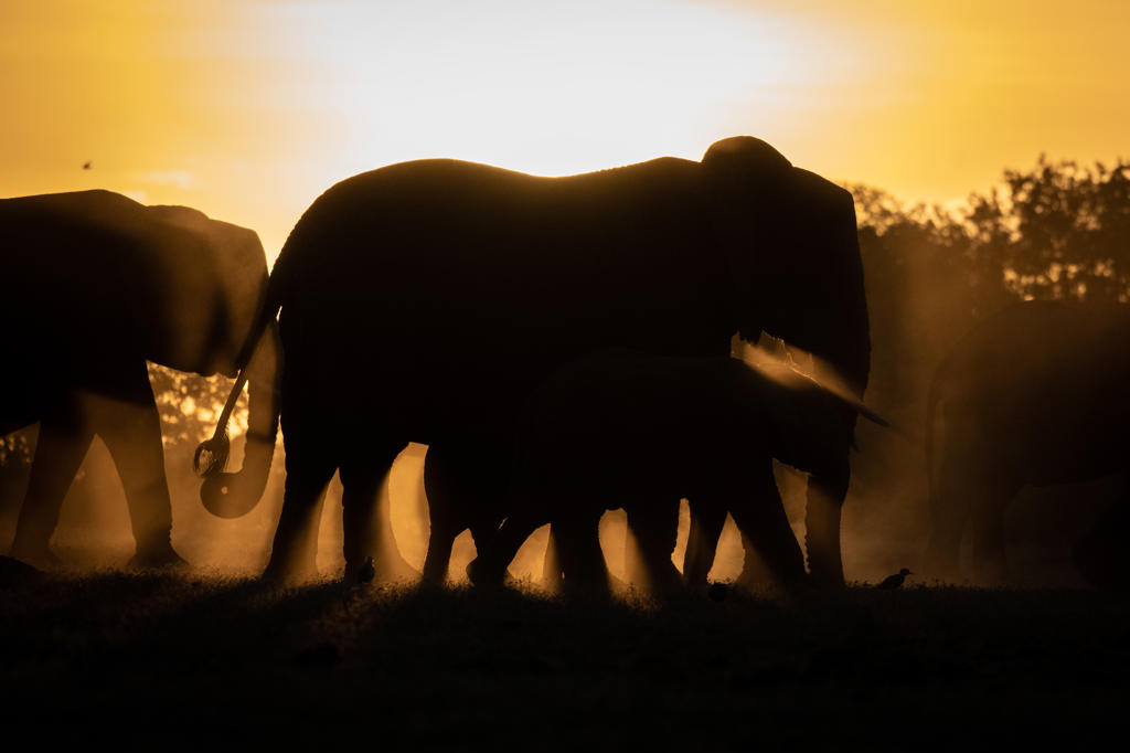 A silhouette of Herd of elephant, Loxodonta Africana, sunset background