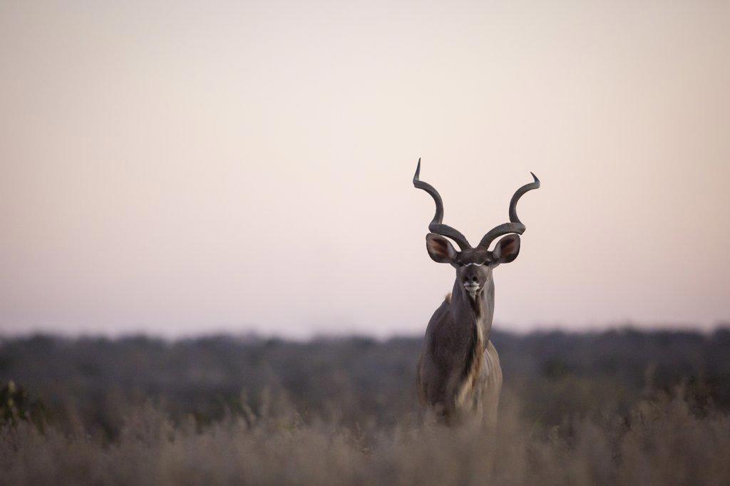 A male kudu, Tragelaphus strepsiceros in grass at sunset