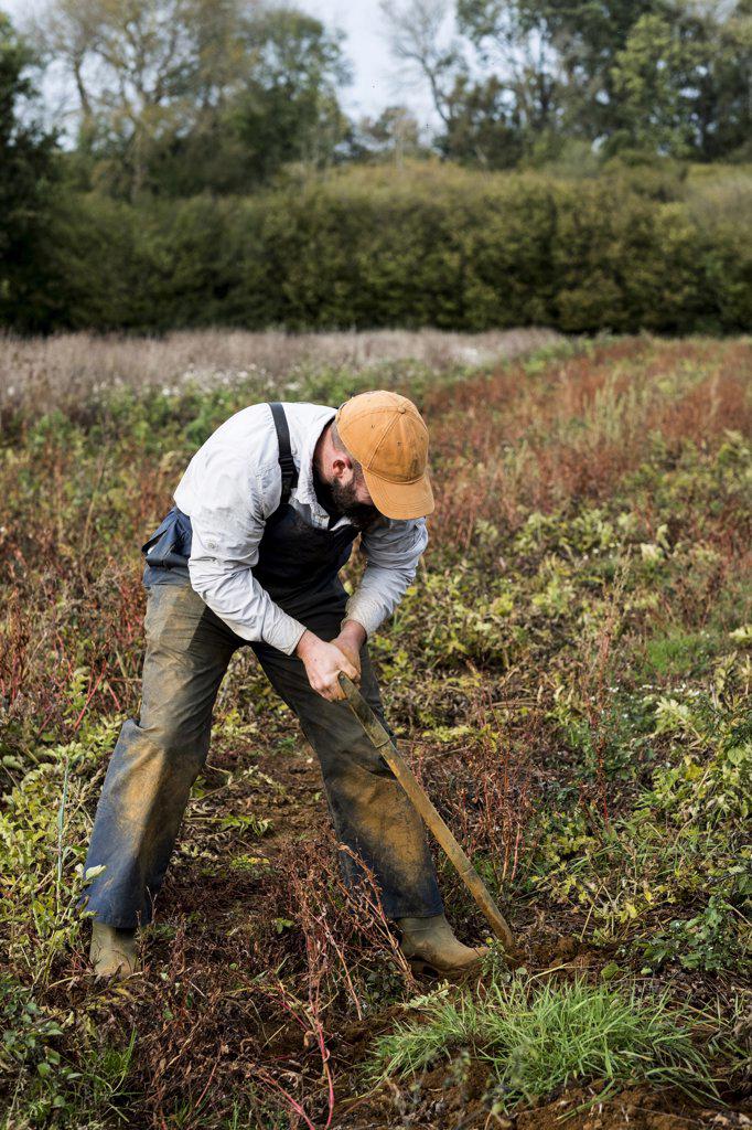 Farmer standing in a field, harvesting parsnips.