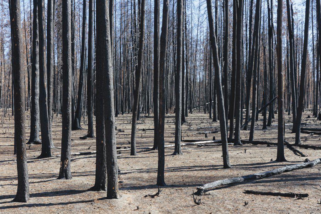 Aftermath of a forest fire, charred tree trunks and shadows