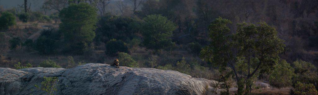 A panoramic shot of a lion, Panthera leo, lying on a boulder
