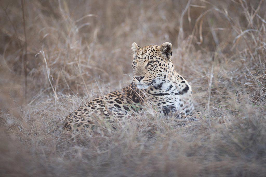A female leopard, Panthera pardus, lies in tall dry grass, looking out of frame
