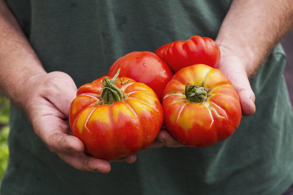 A person holding a handful of freshly picked large striped beefsteak tomatoes.