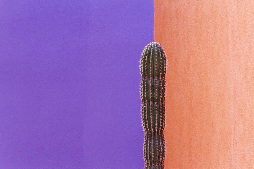 Cactus Against Contrasting Walls