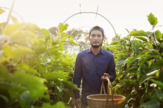 Japanese man wearing cap standing in vegetable field, holding basket, looking at camera.