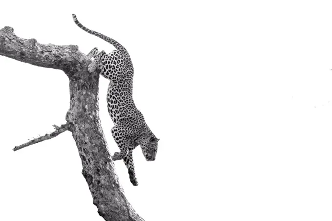 A leopard, Panthera pardus, climbs down a tree branch, black and white, whited out background	