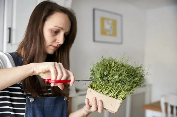 Woman harvesting microgreen pea seedlings using scissors