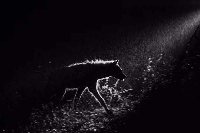 A spotted hyena, Crocuta crocuta, walks in the darkness, backlit by a spotlight