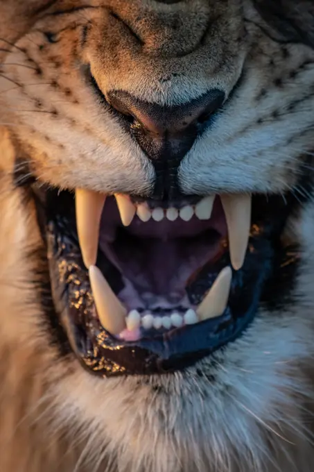 The mouth of a snarling lion, Panthera leo