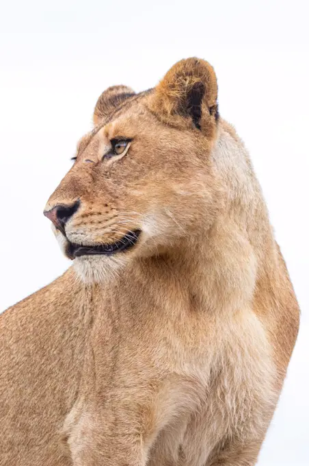 A lion, Panthera leo, looks out of frame, white background
