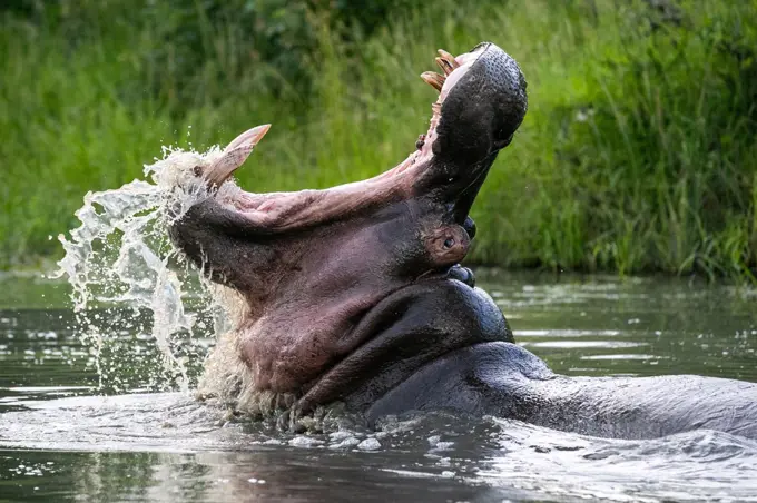 A hippo, Hippopotamus amphibius, open mouth, yawning, showing teeth