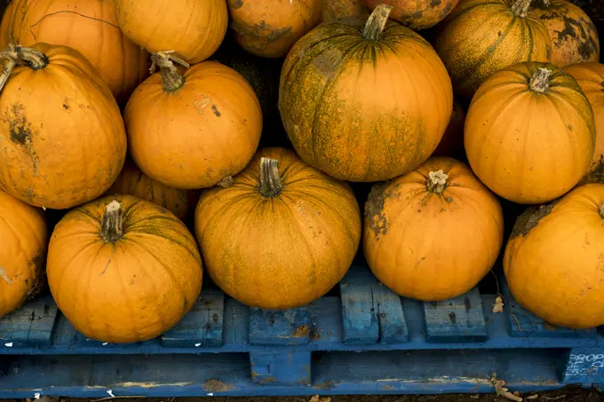 High angle view of freshly picked pumpkins on a blue wooden pallet.
