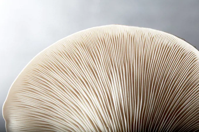 Close up of gills of oyster mushroom (Pleurotus ostreatus)