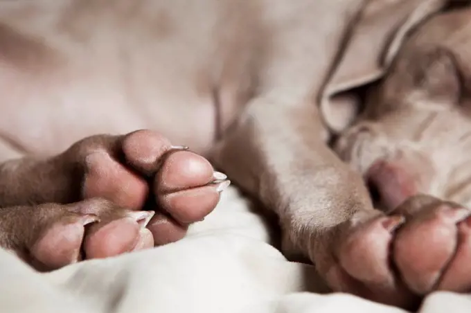 A Weimaraner puppy sleeping on a bed. Sante Fe, New Mexico, USA