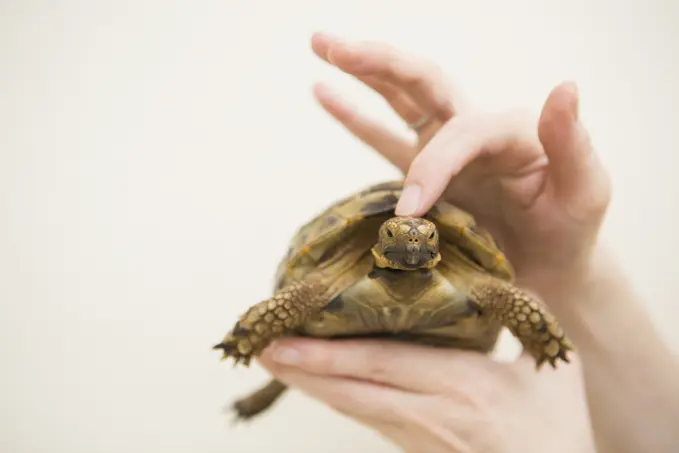 Close up of a person's hand holding a tortoise.