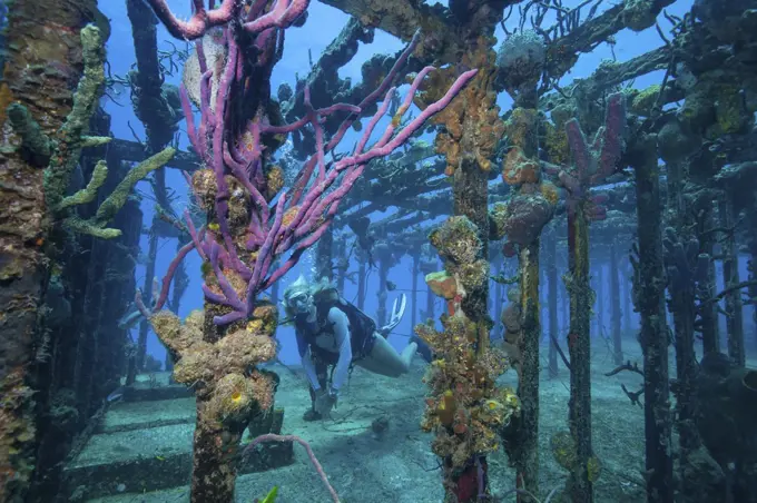 Diver swims amid the remains of the Willaurie shipwreck, Nassau, Bahamas