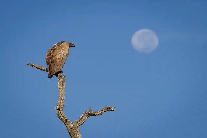A white-backed vulture, Gyps africanus, perches on a dead branch, looking away, blue sky background