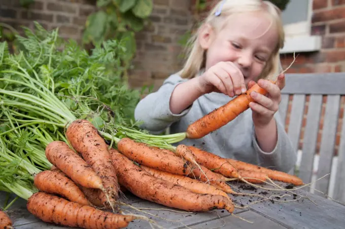 A child inspecting freshly picked carrots with mud on them.