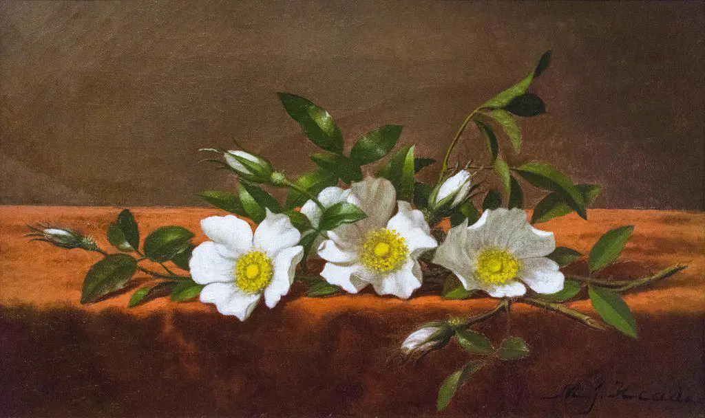 Cherokee Roses; about 1890 Oil on canvas Martin Johnson Heade; American; 1819 - 1904