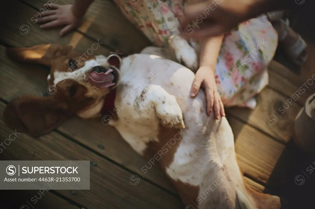 High angle view of a pet dog playing with kids.