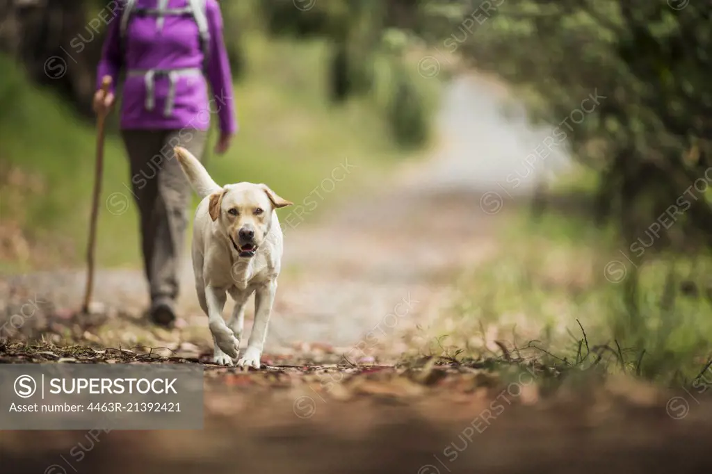 Excited Labrador runs ahead of his mature female owner as they hike along a leafy forest trail.