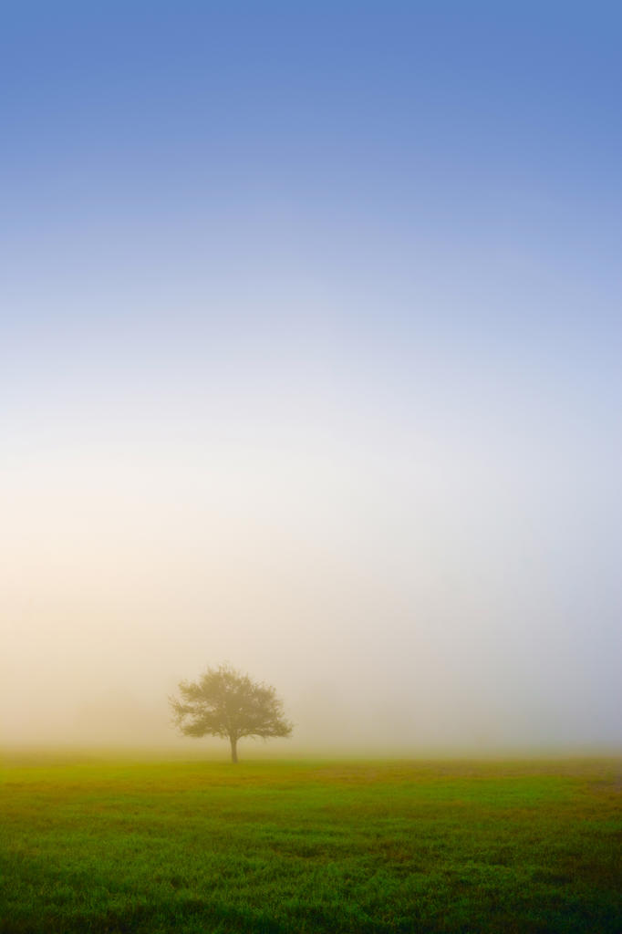 Tree In The Mist 