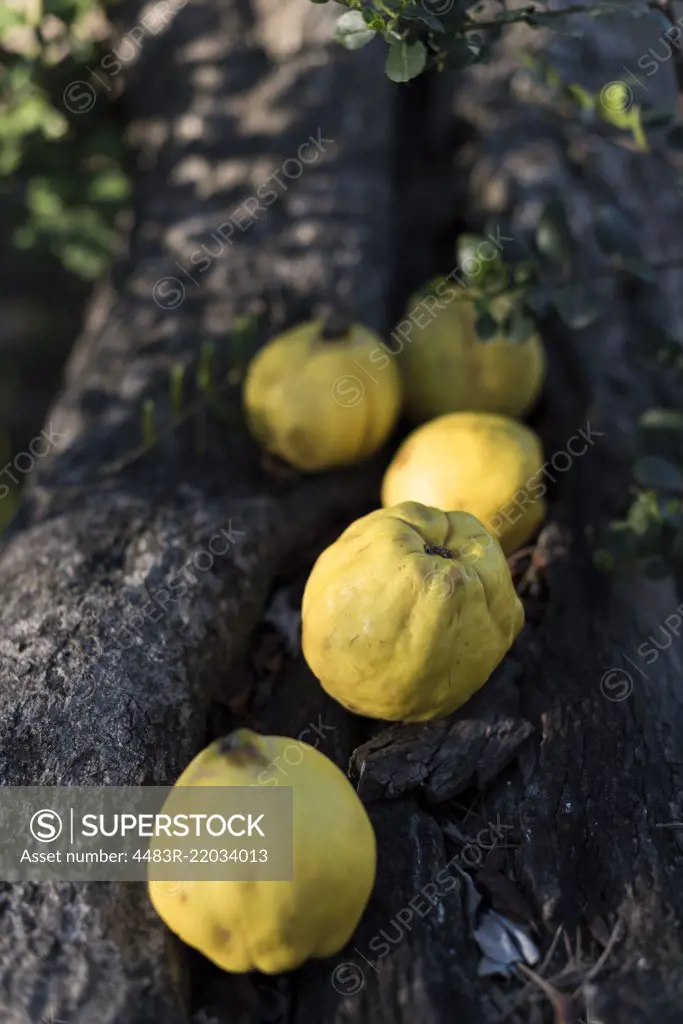 Quinces on a tree