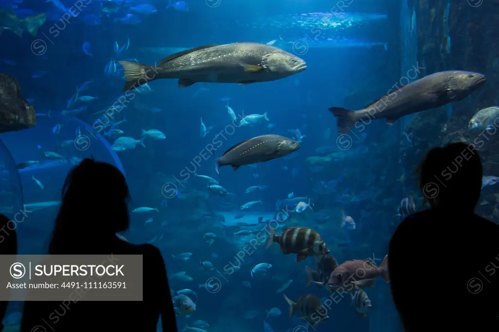 Silhouette of unrecognizable people looking at fishes in an aquarium