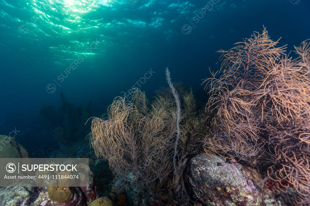 KVMV Underwater Marine Wildlife Theme Seashells Corals and Starfishes Quick Dry Beach Shorts