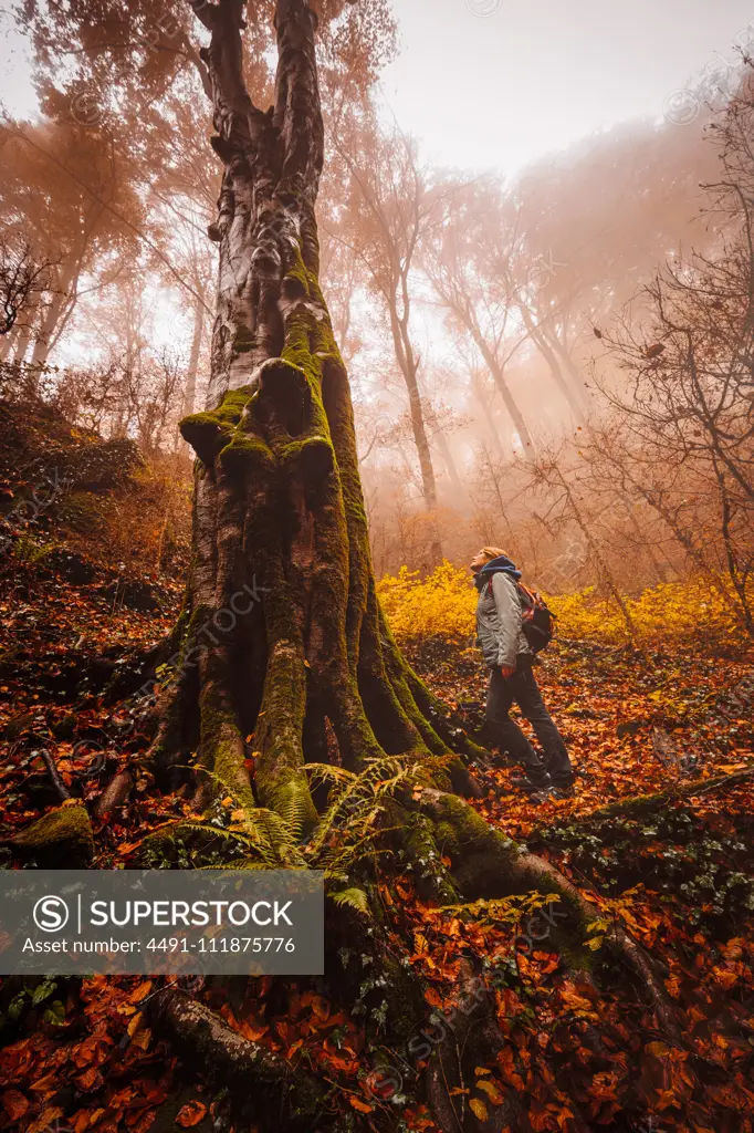 Woman walking and contemplating forest with autumn colors among fog