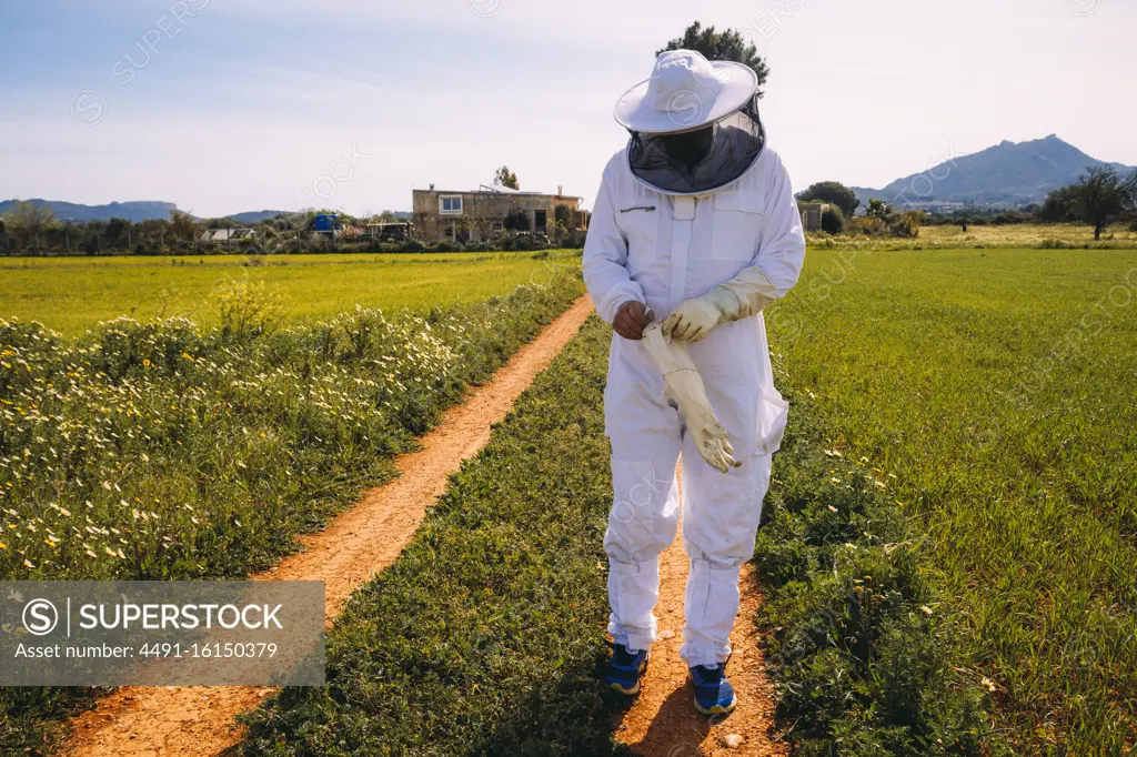 Unrecognizable beekeeper in white costume putting on protective gloves while standing on green grassy meadow and preparing for working on apiary