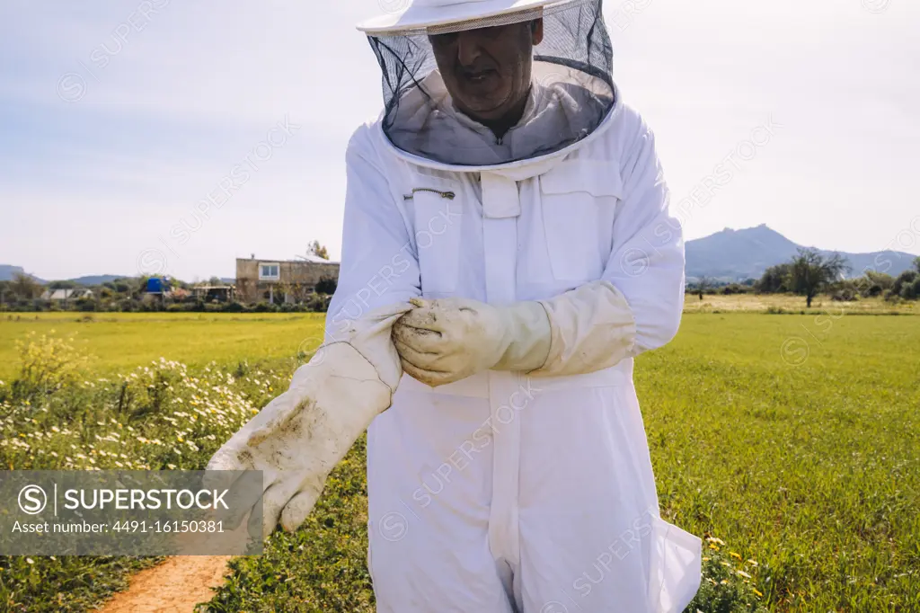 Man beekeeper in white costume putting on protective gloves while standing on green grassy meadow and preparing for working on apiary