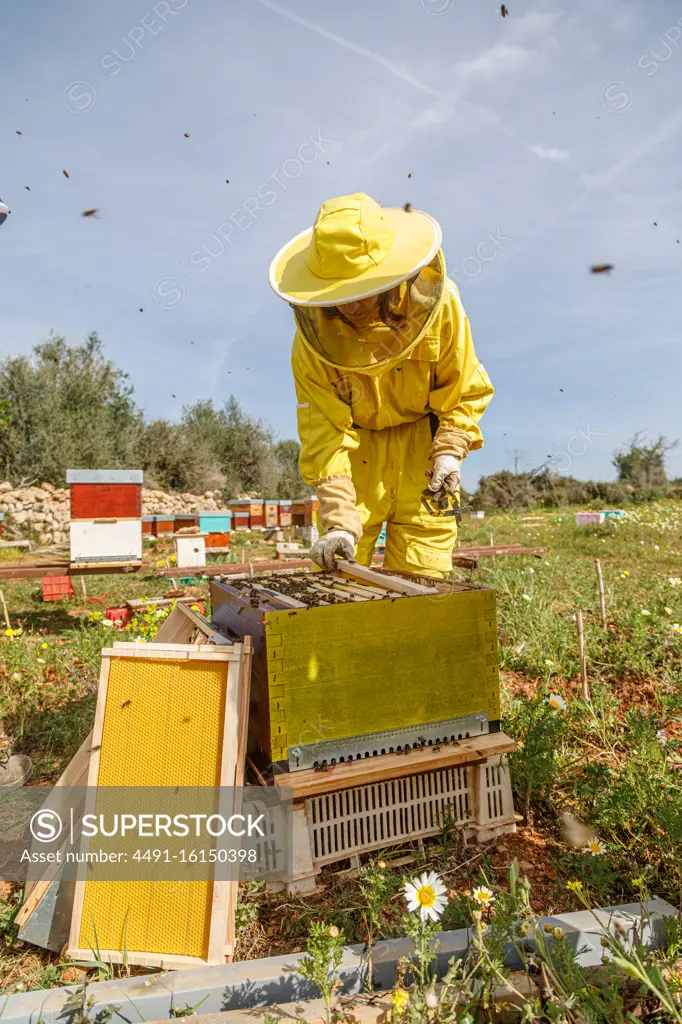 Female beekeeper in yellow protective costume taking honeycomb frame from hive while working in apiary in sunny summer day
