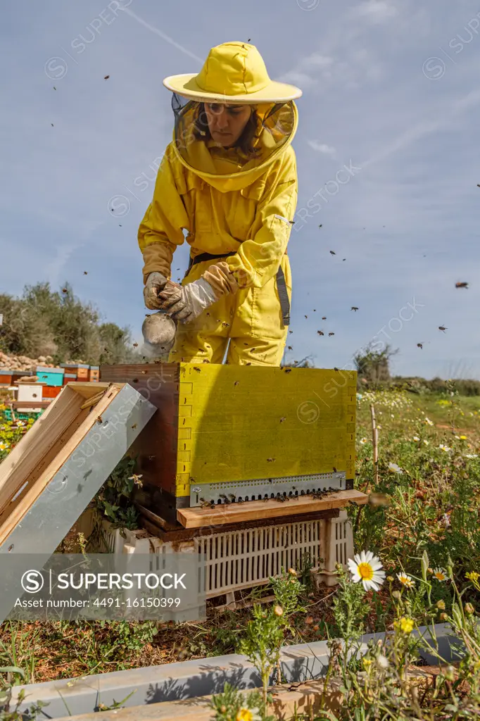 Unrecognizable woman beekeepers in protective costume and mask using smoker while inspecting honeycomb in apiary